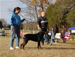 12-18 MONTH MALES: 0971 Arik Vom Solbakken SG