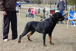 18-24 MONTH MALES: 18-24 Males Xaimon Von Hause Sommer G 1010