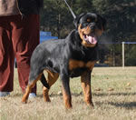 6-9 MONTH MALES: 0698 Muck Vom Blaurasen P1