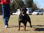 CHAMPION MALES: 1231 Karriems Power Player V1