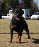 CHAMPION MALES: 1232 Karriems Power Player V1