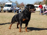 CHAMPION MALES: 1234 Karriems Power Player V1