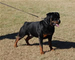 CHAMPION MALES: 1239 Karriems Power Player V1