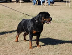 CHAMPION MALES: 1242 Karriems Power Player V1