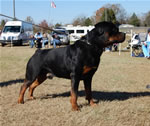 CHAMPION MALES: 1244 Karriems Power Player V1