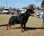 CHAMPION MALES: 1245 Karriems Power Player V1