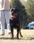 CHAMPION MALES: 1258 Moonlights Sith Lord SG3