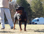CHAMPION MALES: 1262 Moonlights Sith Lord SG3
