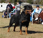 CHAMPION MALES: 1271 ADamien Von Drakkenfels V2