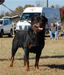 CHAMPION MALES: 1273 ADamien Von Drakkenfels V2
