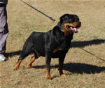 CHAMPION MALES: 1277 ADamien Von Drakkenfels V2