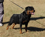 CHAMPION MALES: 1278 ADamien Von Drakkenfels V2
