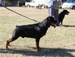 CHAMPION MALES: 1284 Karriems Power Player V1