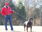 CHAMPION MALES: 1286 Karriems Power Player V1
