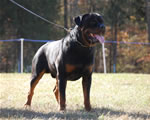 CHAMPION MALES: 1287 Karriems Power Player V1
