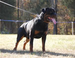 CHAMPION MALES: 1290 Karriems Power Player V1