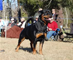 OPEN MALES: 1132 Warlord Erwin Rommel Von Zmax V2