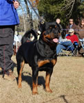 OPEN MALES: 1135 Warlord Erwin Rommel Von Zmax V2