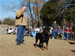OPEN MALES: 1142 Darkstarrs Living Legend V1 Open Males