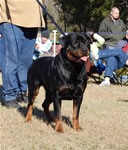 OPEN MALES: 1143 Darkstarrs Living Legend V1 Open Males