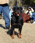 OPEN MALES: 1144 Darkstarrs Living Legend V1 Open Males