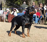 OPEN MALES: 1145 Darkstarrs Living Legend V1 Open Males