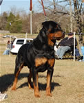 OPEN MALES: 1158 Blazers Gandalf Vom Kayara G