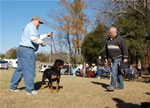 OPEN MALES: 1160 Blazers Gandalf Vom Kayara G