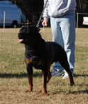 OPEN MALES: 1166 Iggy Vom Blaurasen G4