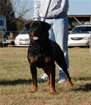 OPEN MALES: 1168 Iggy Vom Blaurasen G4
