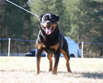 SIEGER CLASS MALES: 1331 Djuke Vom Vilstaler Land V1 Sieger