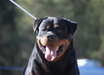SIEGER CLASS MALES: 1333 Djuke Vom Vilstaler Land V1 Sieger