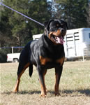 SIEGER CLASS MALES: 1335 Djuke Vom Vilstaler Land V1 Sieger