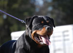 SIEGER CLASS MALES: 1336 Djuke Vom Vilstaler Land V1 Sieger