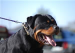 SIEGER CLASS MALES: 1338 Djuke Vom Vilstaler Land V1 Sieger