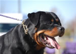 SIEGER CLASS MALES: 1339 Djuke Vom Vilstaler Land V1 Sieger