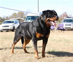 SIEGER CLASS MALES: 1340 Djuke Vom Vilstaler Land V1 Sieger