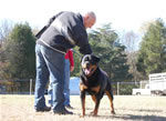 SIEGER CLASS MALES: 1343 Djuke Vom Vilstaler Land V1 Sieger