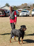 VETERAN MALES: 1353 Igor Vom Goldfuchs V1 Veteran Males