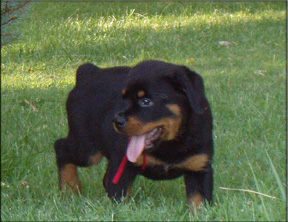 Rottweiler puppy