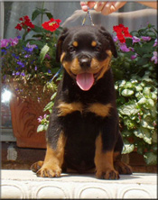 Gonzzo Earl Antonius puppies
