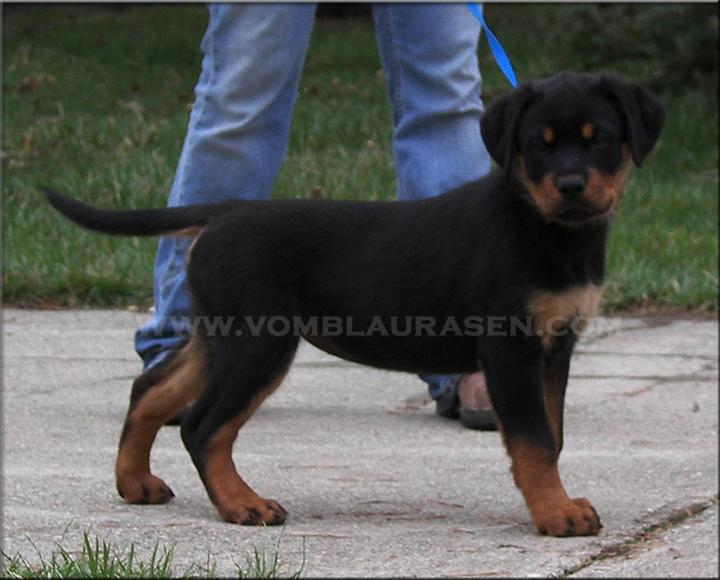 rottweiler puppies