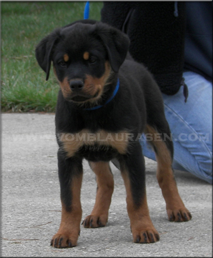 rottweiler puppies