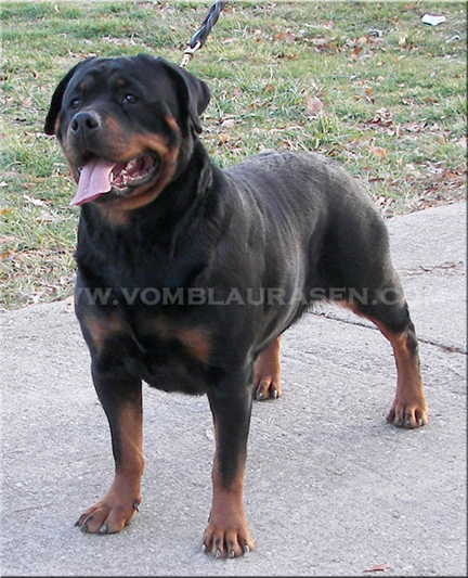 Gesta vom Blaurasen at 2 years