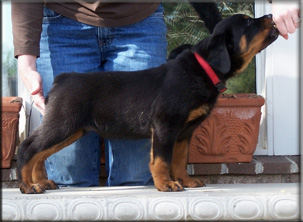 Streitwein Doctor Wotan Kayara puppies