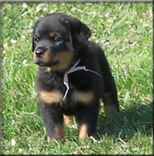 rottweiler puppies