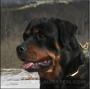 Jerzi vom Blaurasen | Female Rottweiler