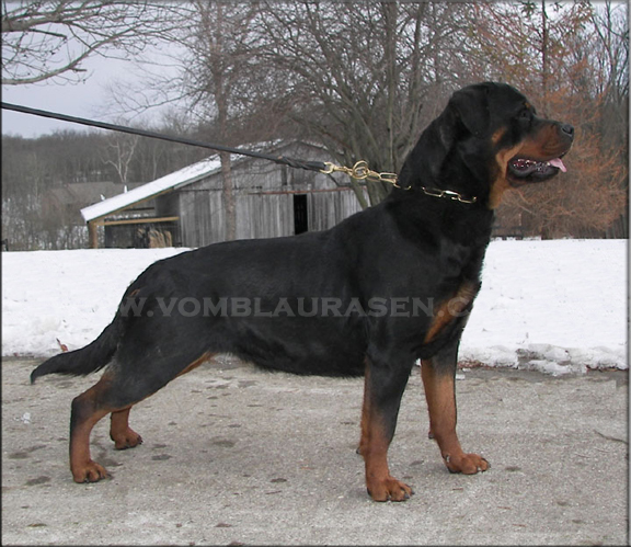 Jerzi vom Blaurasen | Sire: Ramzes Crni Lotos Dam: Zurrotts Banja