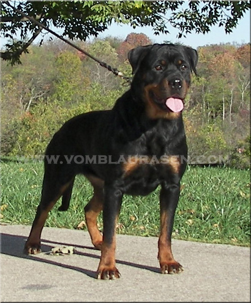 Jiny vom Hause Sommer | Sire: Gizmo von der Bleichstrasse Dam: Jade von hause Sommer