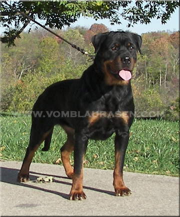 Jiny von Hause Sommer | Sire: Gismo von der Bleichstrasse   Dam: Jade von Hause Sommer